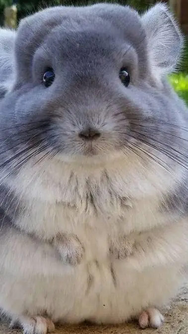 ai character: hiox  background