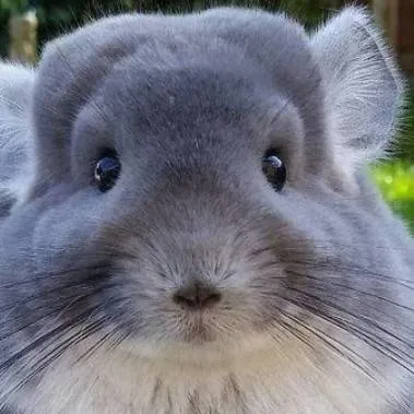 chat with ai character: hiox 