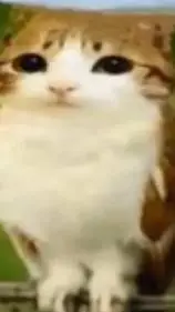 ai character: meowl background