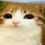 chat with ai character: meowl