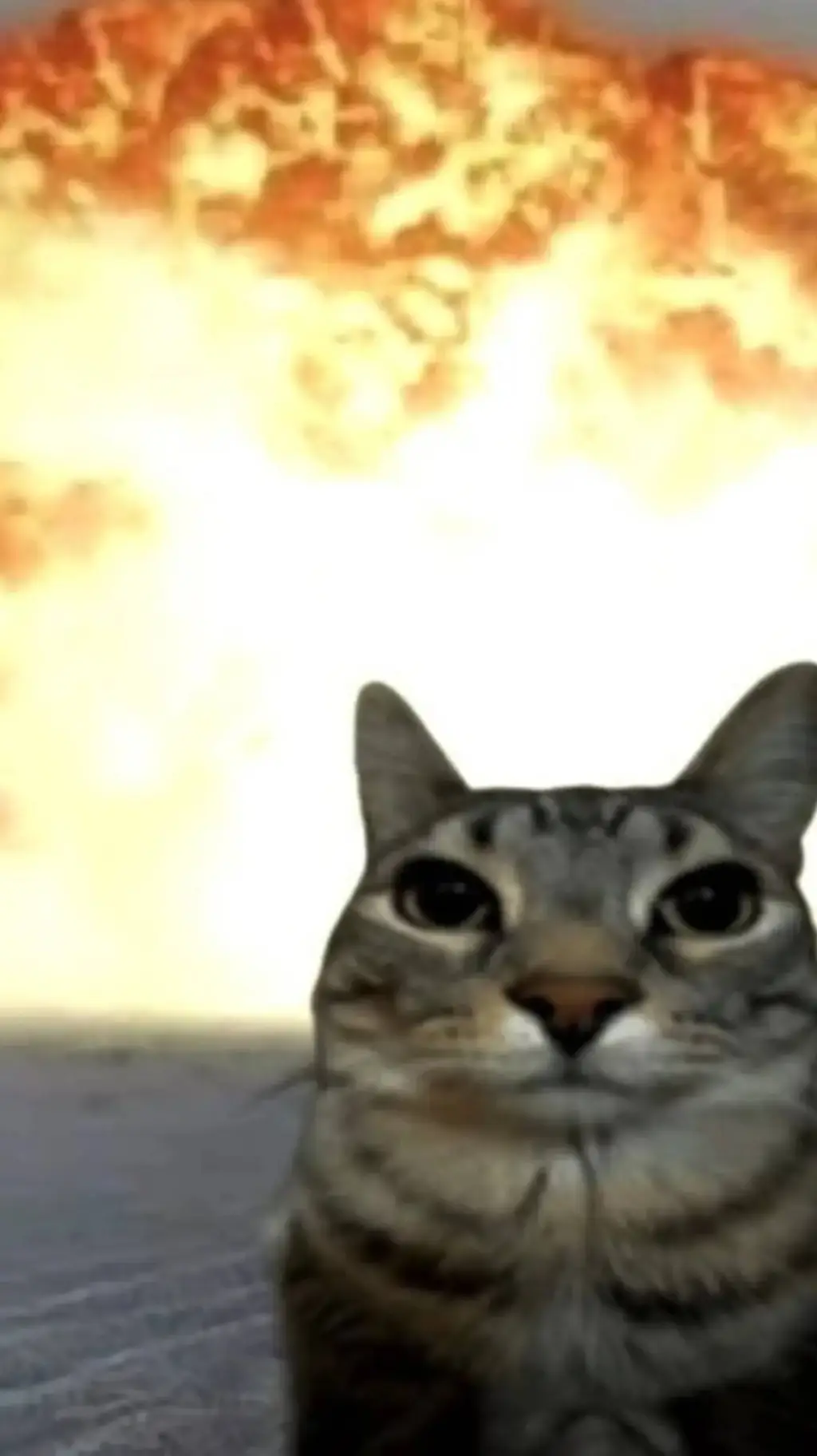 Talkie AI - Chat with Un gato 