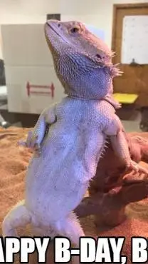 ai character: Bearded dragon  background
