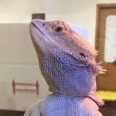 chat with ai character: Bearded dragon 