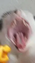 ai character: gato riendose deti background