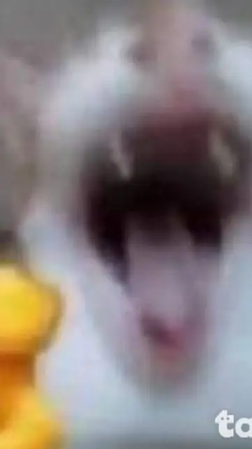 ai character: un gato  background