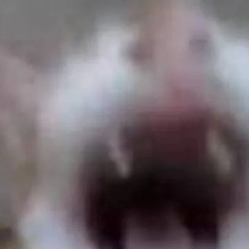 chat with ai character: un gato 