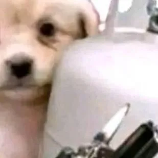 chat with ai character: un perro 