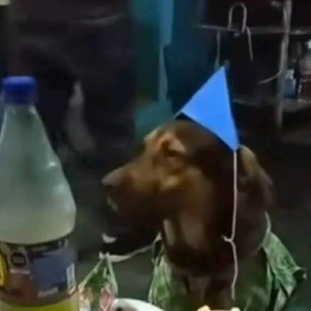 chat with ai character: el perro 