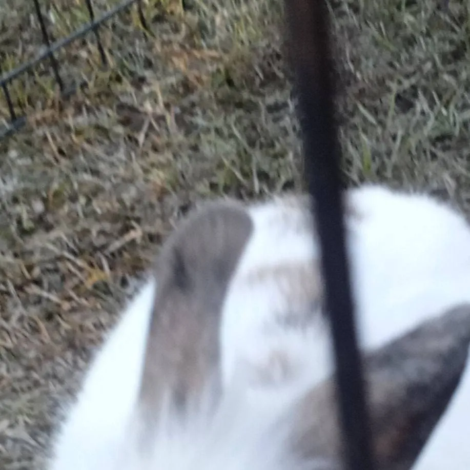 chat with ai character: HH thanksgiving 