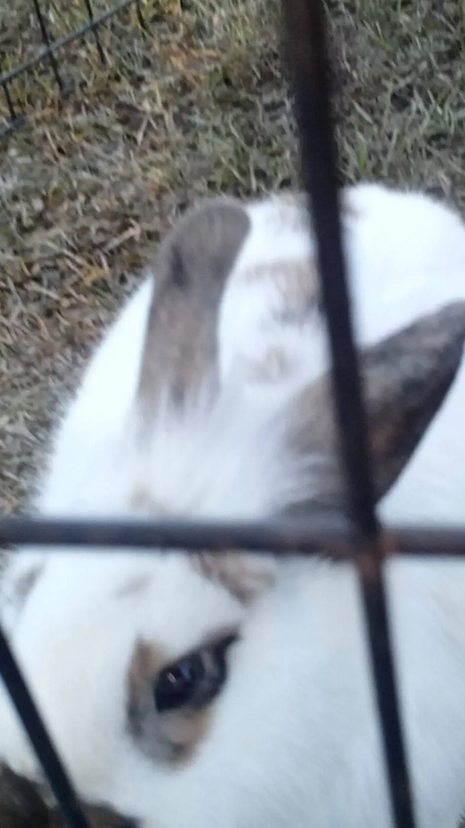 ai character: HH thanksgiving  background