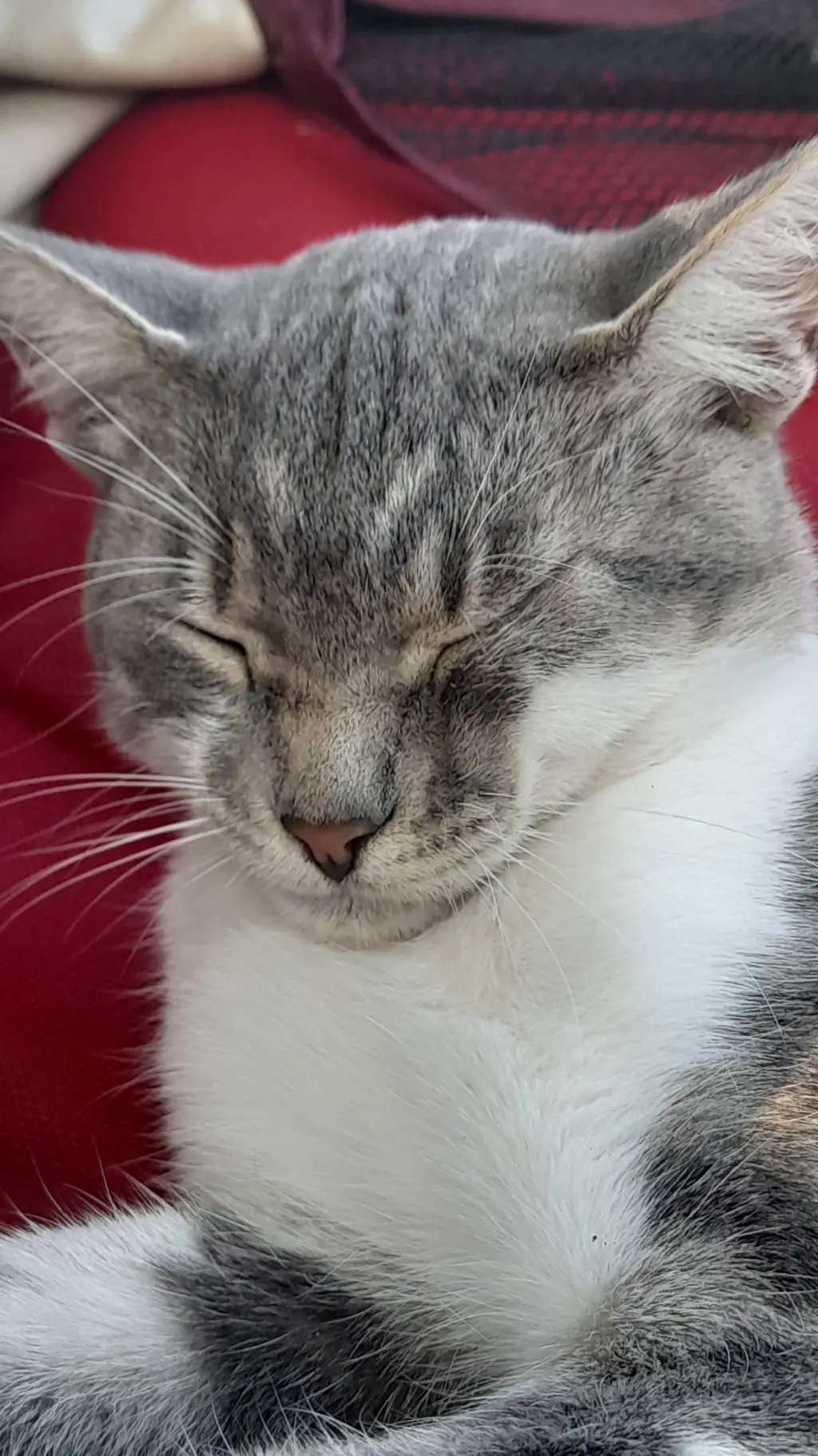 ai character: Котик  background