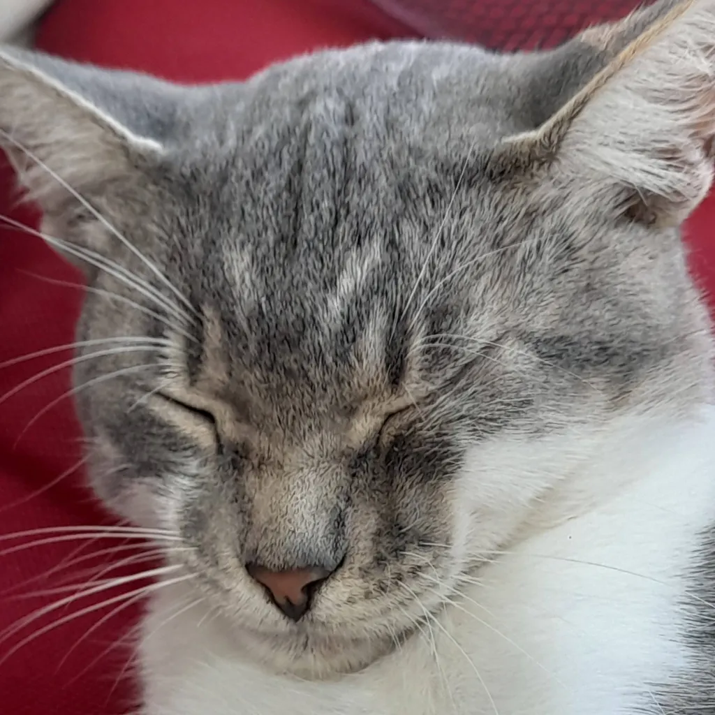 chat with ai character: Котик 
