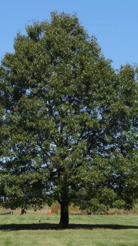 ai character: Hatsune Mikuo:  background