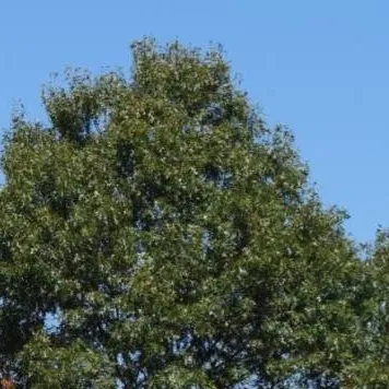 chat with ai character: Hatsune Mikuo: 