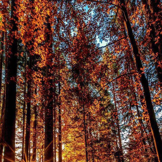 chat with ai character: chainsaw man 