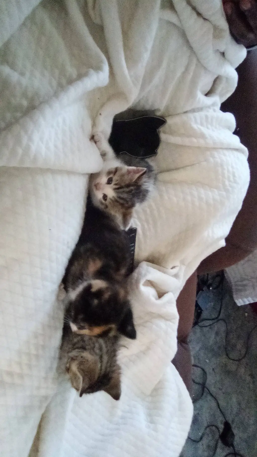 ai character: kittens background