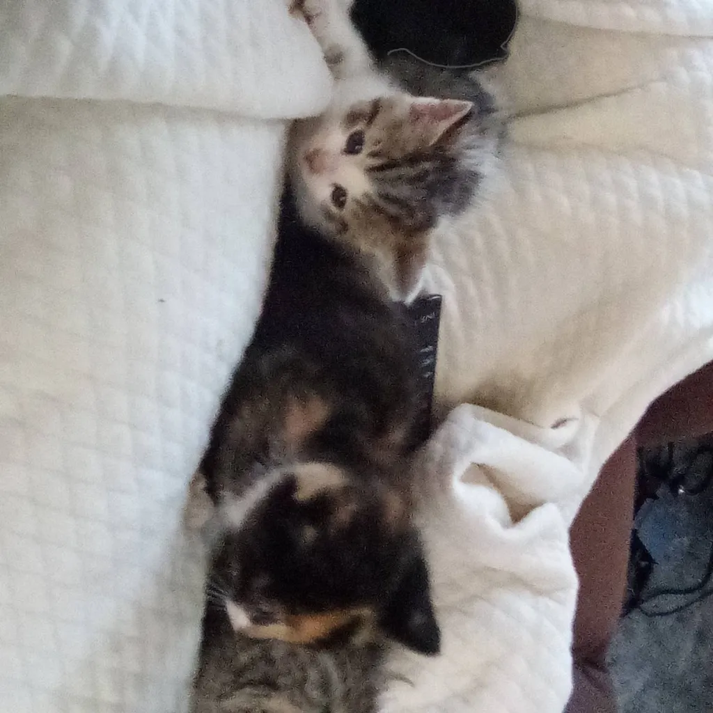 chat with ai character: kittens