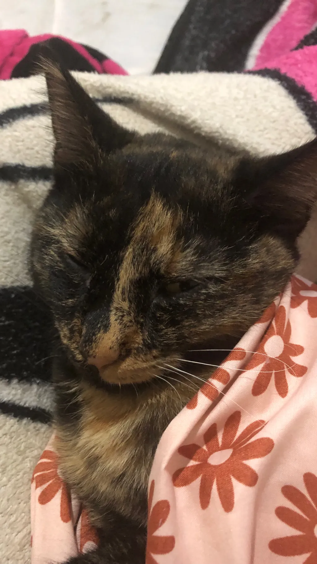 ai character: Pumpkin  background