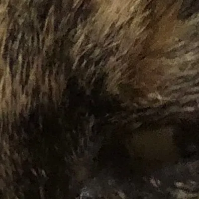 chat with ai character: Pumpkin 