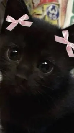 ai character: Kittyyyyyyyyyyyy background