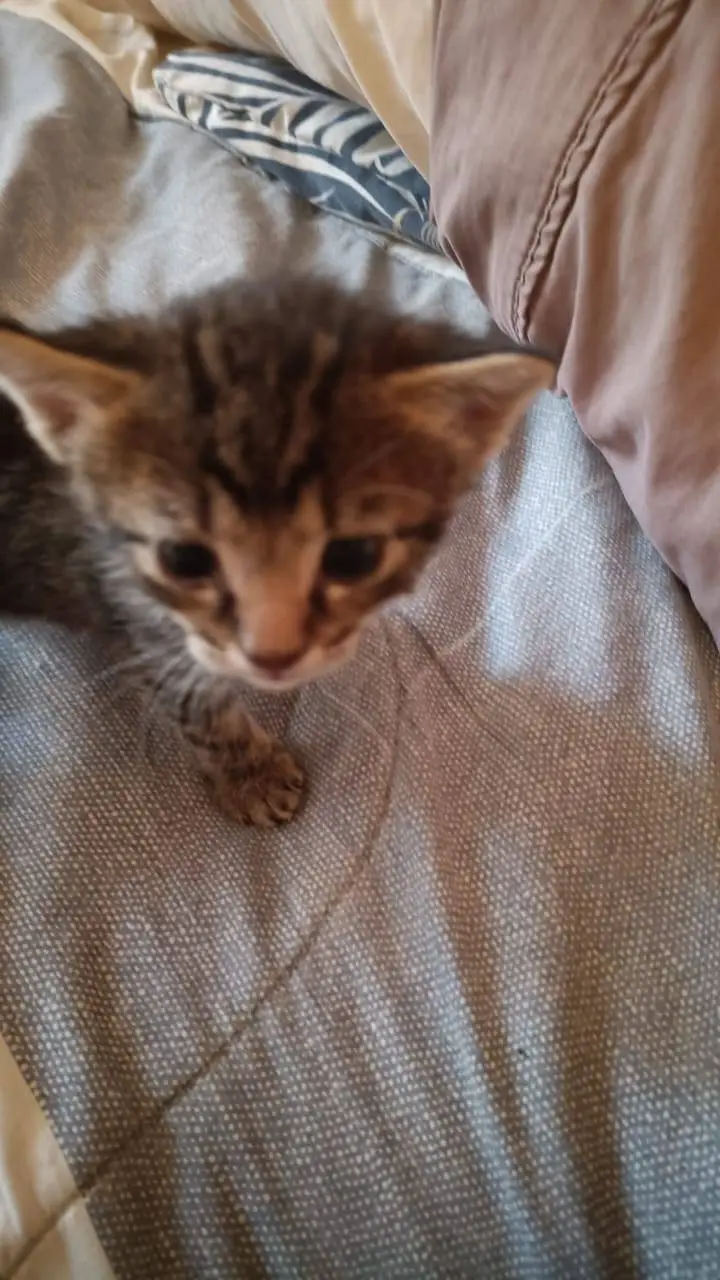 ai character: gatito y MHA background