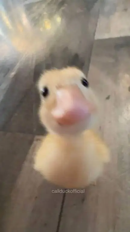 ai character: Mha Canard  background