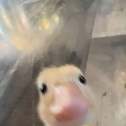 chat with ai character: Mha Canard 