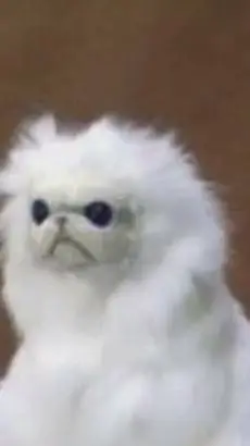 ai character: Persian Cat background