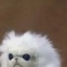 chat with ai character: Persian Cat