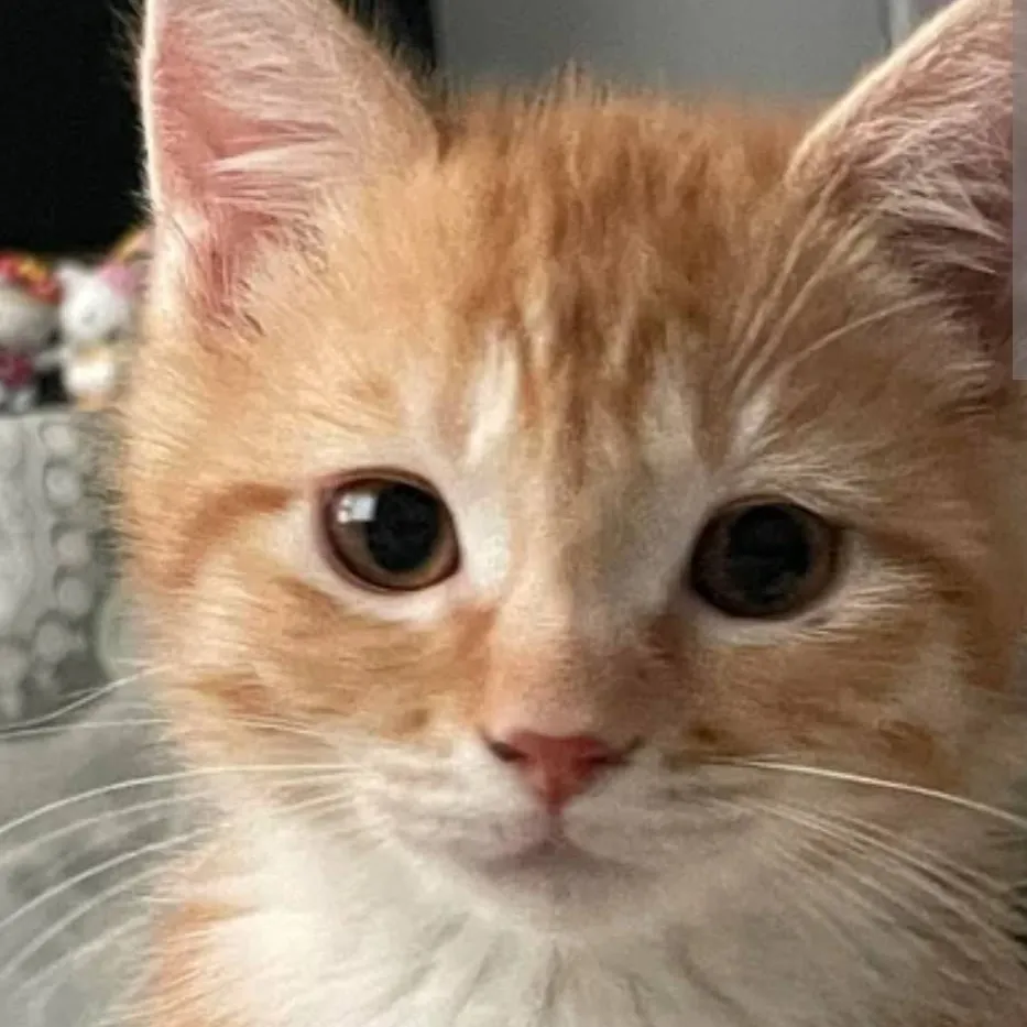 chat with ai character: Noah