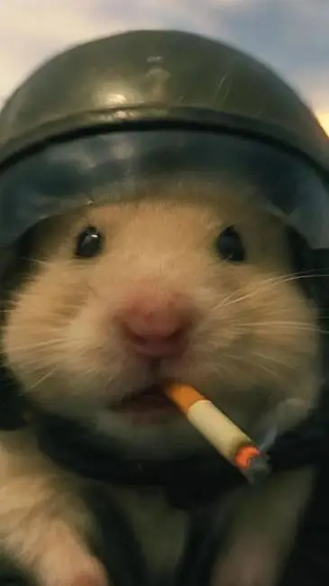 ai character: Noob x Guest  background