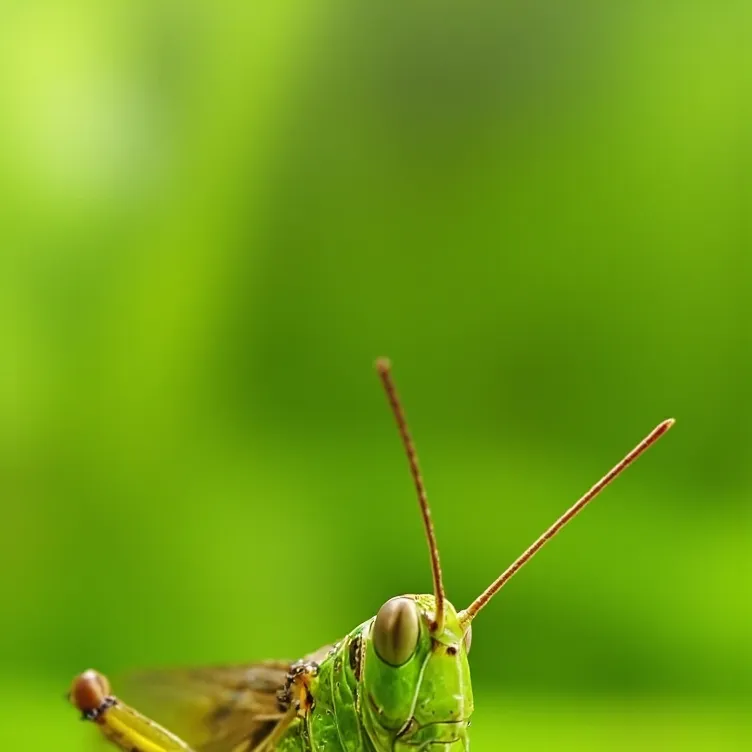 chat with ai character: insect/Bug life