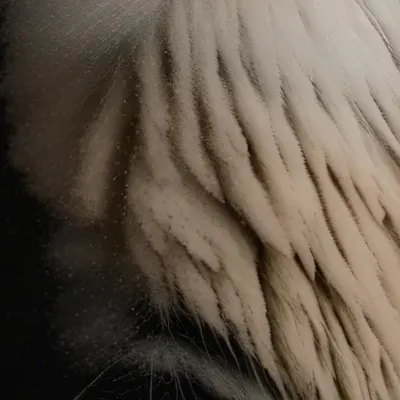 chat with ai character: Halfhuman half cat