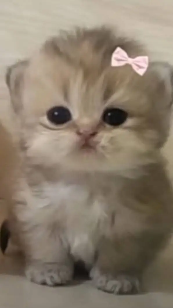 ai character: little kitty 😺 💖  background