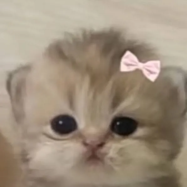 chat with ai character: little kitty 😺 💖 