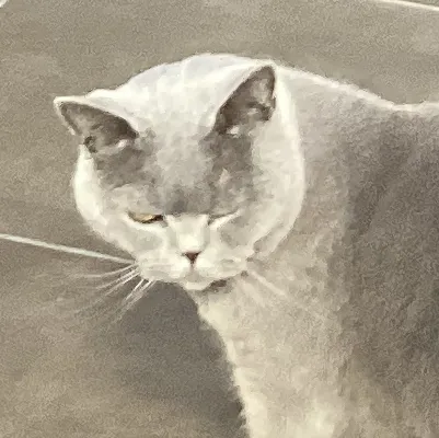 chat with ai character: My cat 