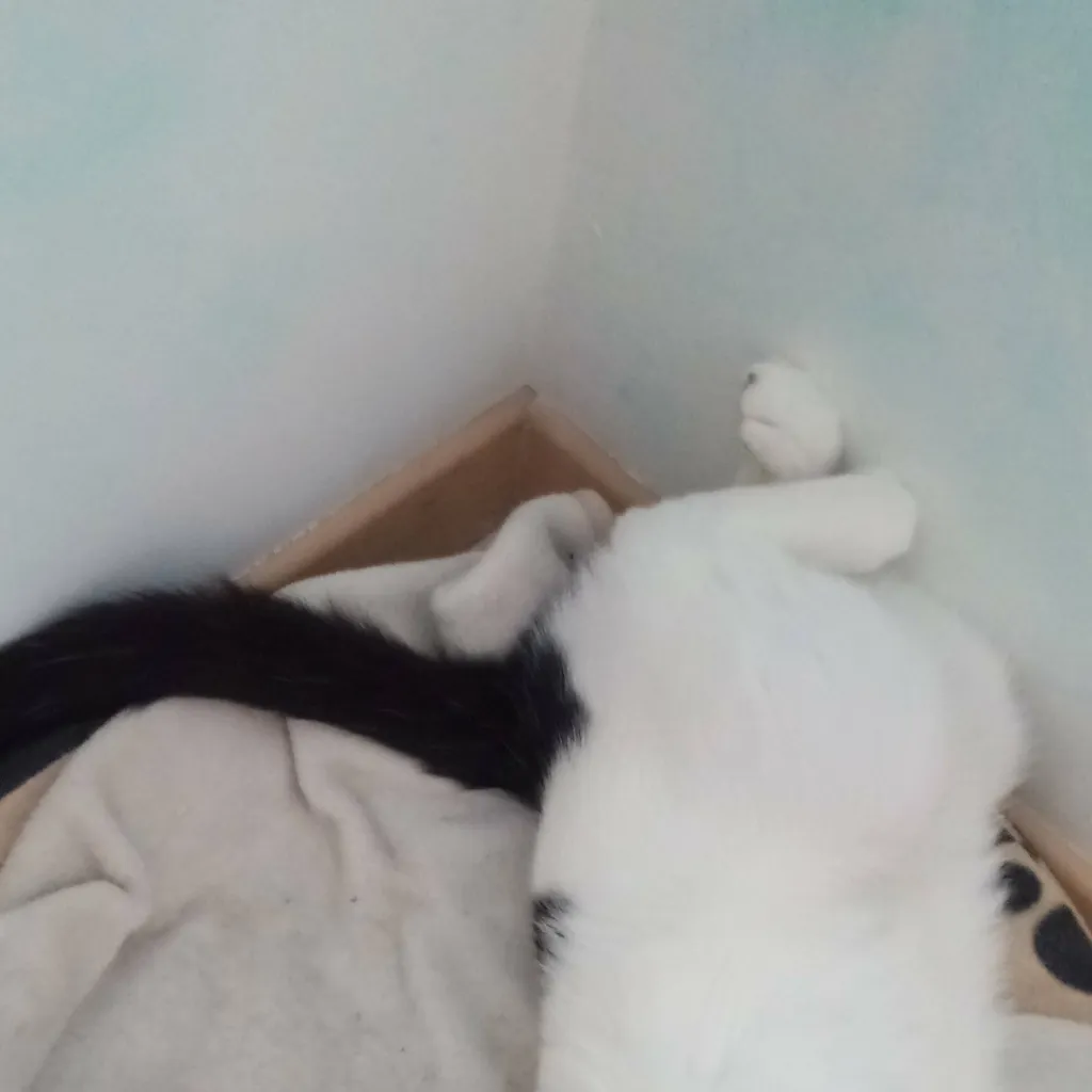 chat with ai character: kny cats 