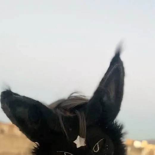 chat with ai character: Bisexual therian