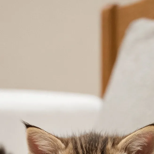 chat with ai character: baby cat forgive u