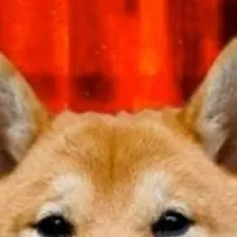 chat with ai character: Smile Dog