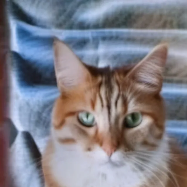 chat with ai character: Calinou 