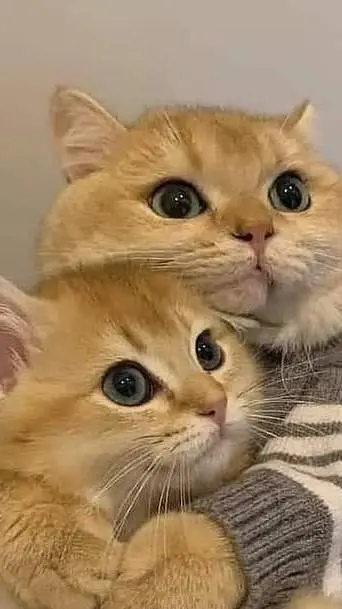 ai character: Your cat mom background