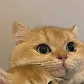 chat with ai character: Your cat mom