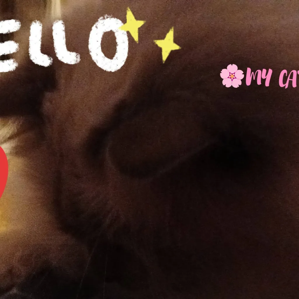 chat with ai character: 🩵MIMAOW🩵