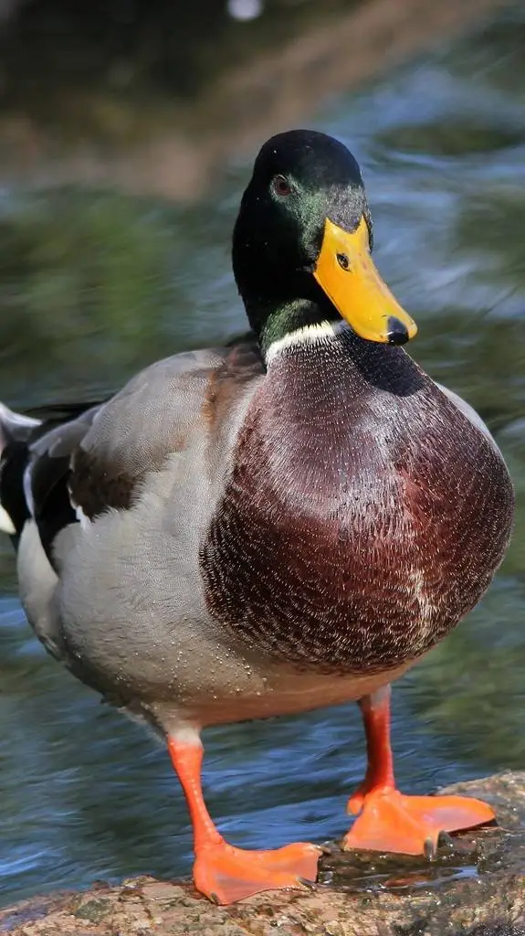 ai character: Duck meme background