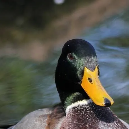 chat with ai character: Duck meme