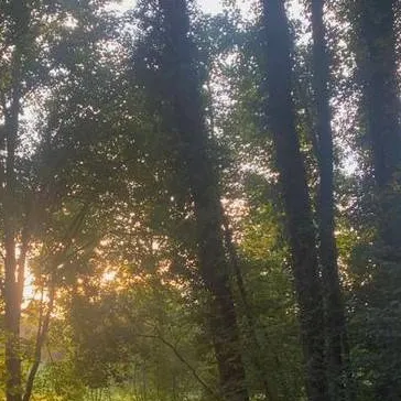 chat with ai character: Silly therian 