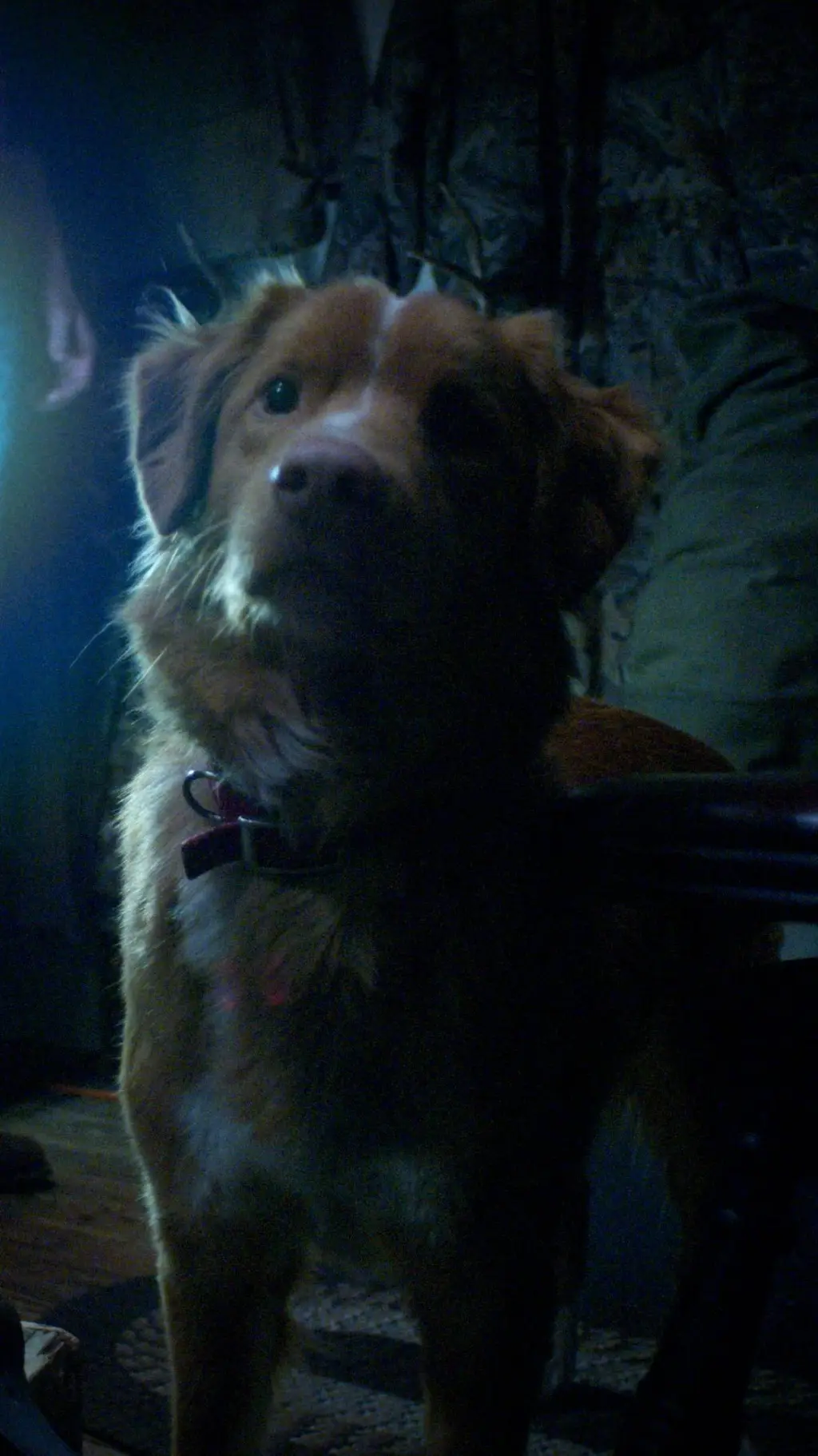 ai character: good boy 2025 background