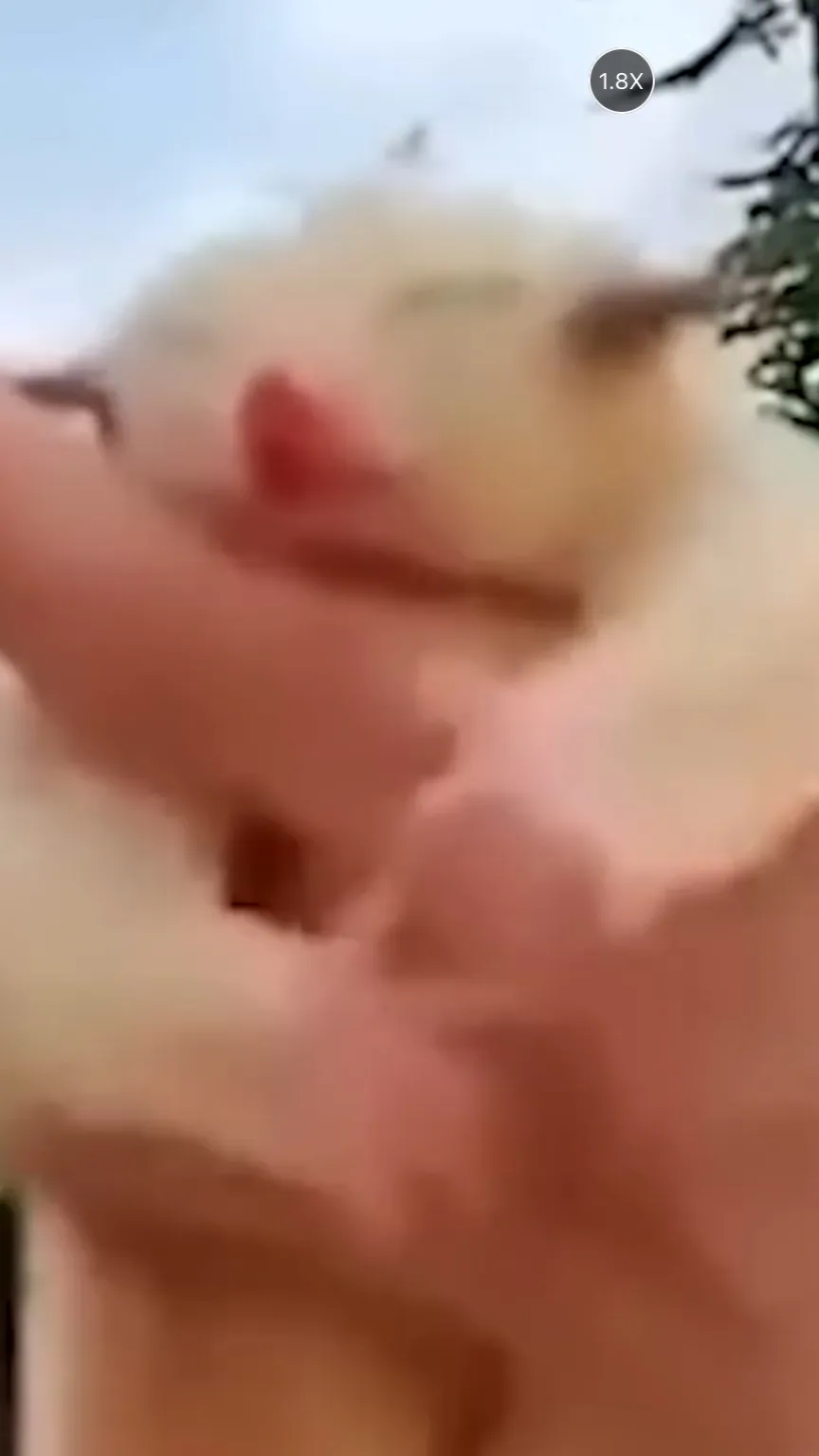 ai character: sugar glider background