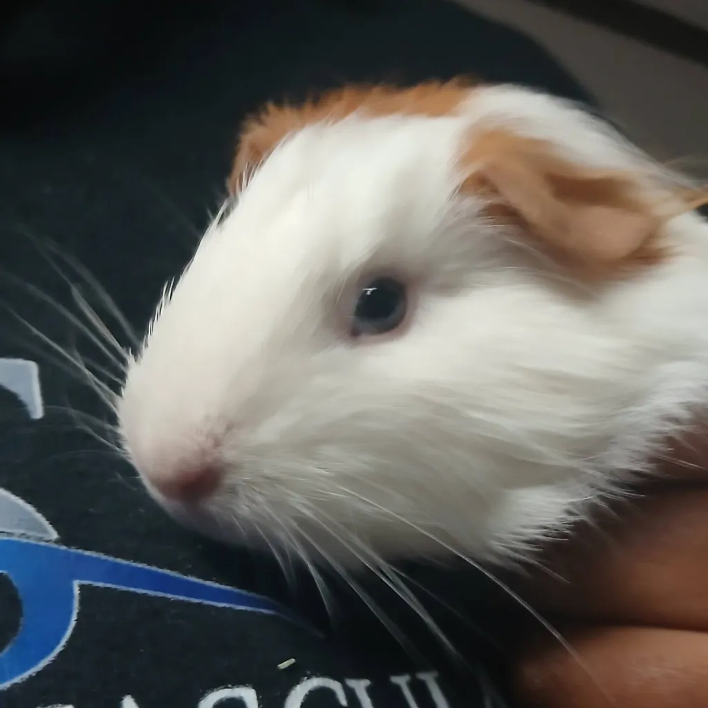 chat with ai character: kablam!